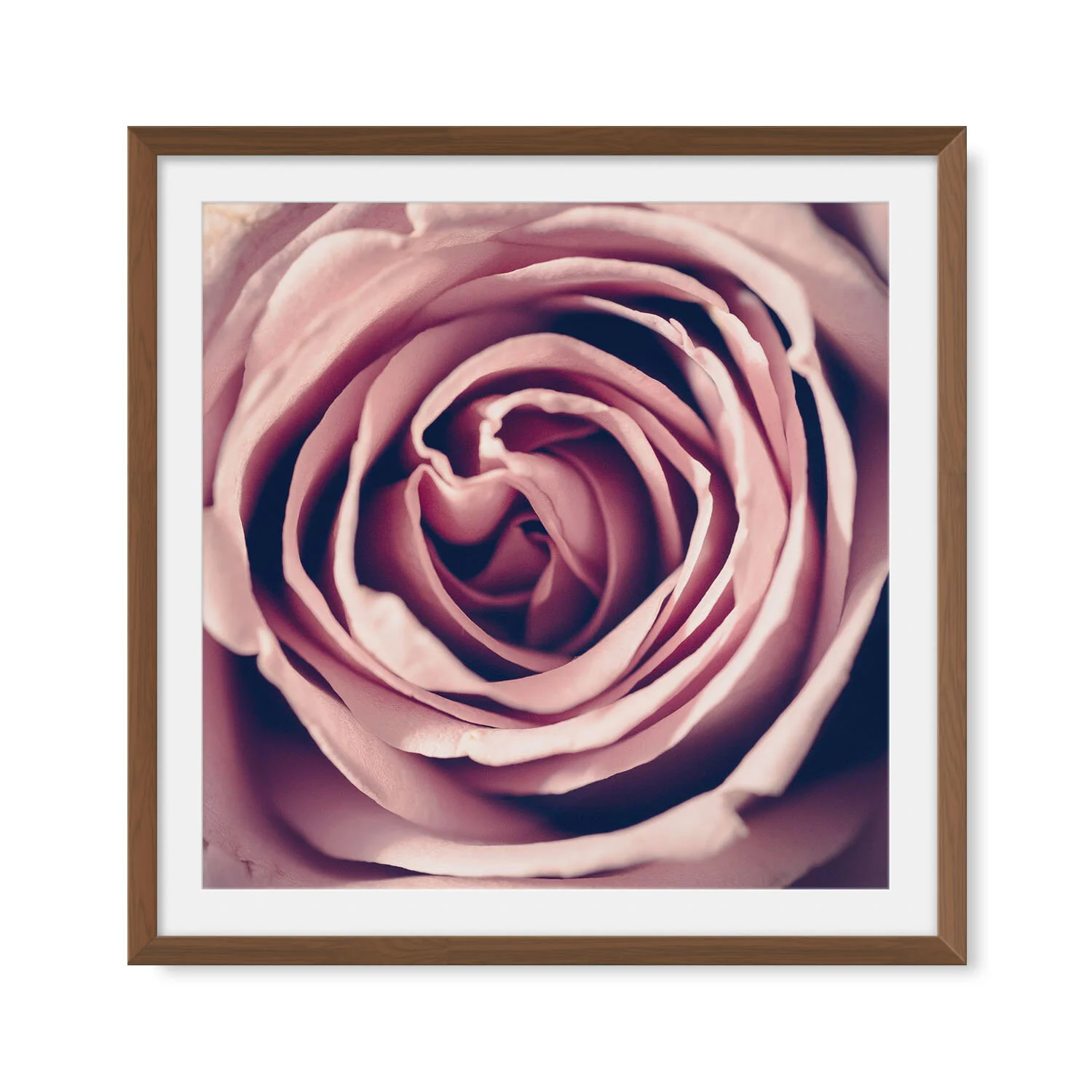 Pink Rose | Square II | Framed Fine Art Photography — Caitlin